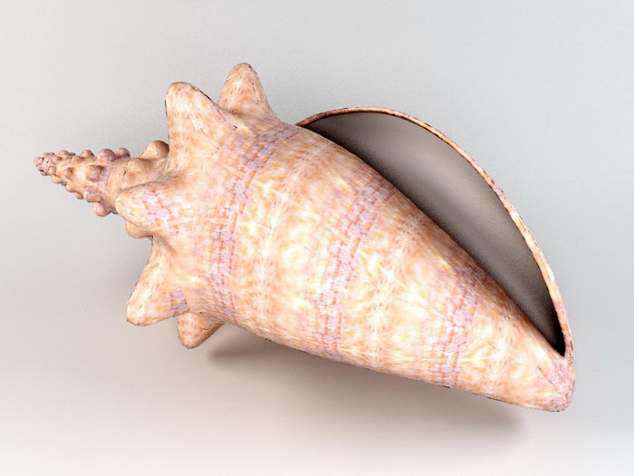 Conch Shell 3d rendering