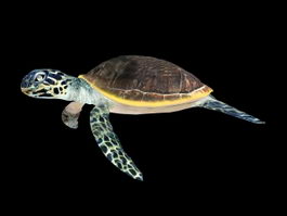 Animated Green Sea Turtle 3d preview