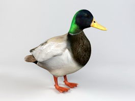Dabbling Duck 3d preview