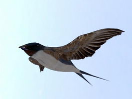 Swallow Bird 3d model preview
