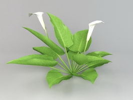 Calla Lily Plant 3d model preview