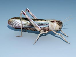 Brown Locust 3d model preview