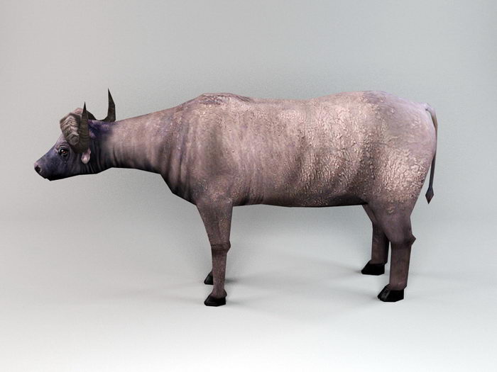 Cape Buffalo 3d rendering