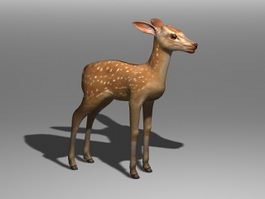 Deer Fawn 3d preview