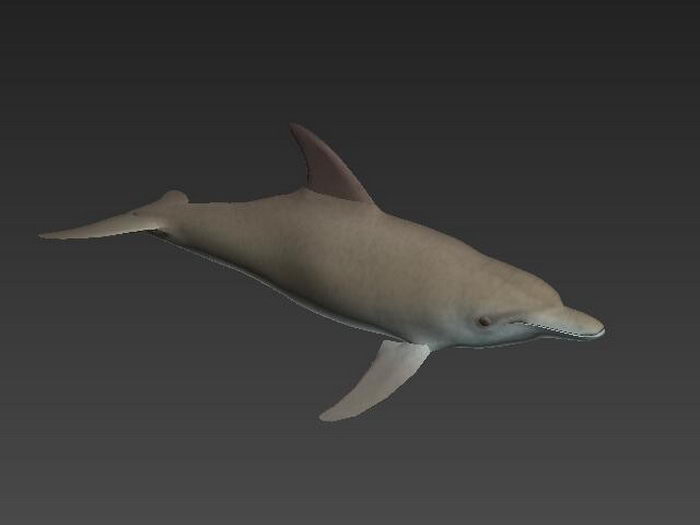Bottlenose Dolphin 3d rendering