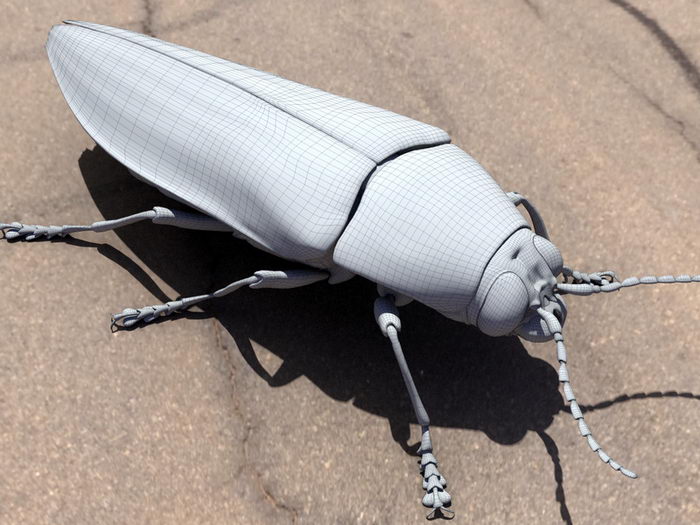 Sandalus Niger Beetle 3d rendering