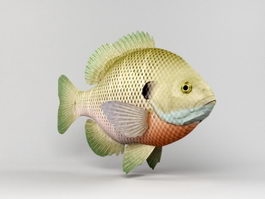 Bluegill Fish 3d model preview