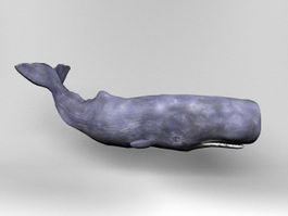 Animated Sperm whale Rig 3d preview