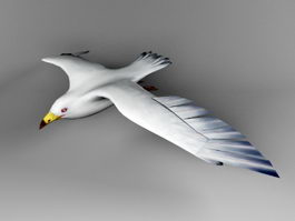 Silver Gull 3d model preview