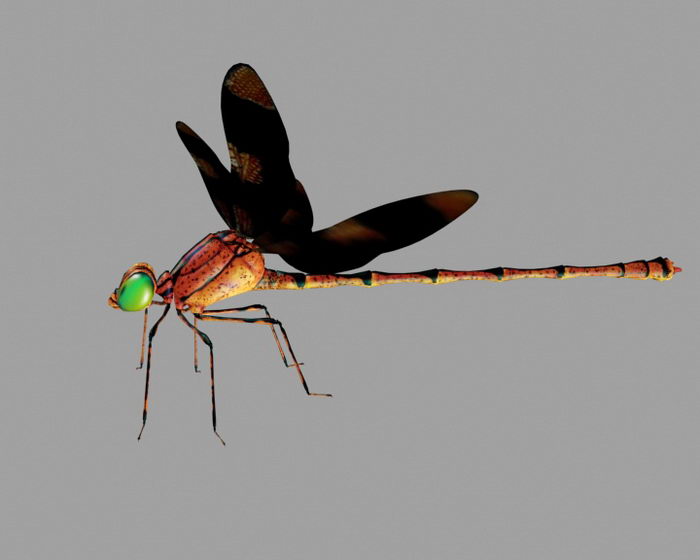 Brown Dragonfly 3d rendering