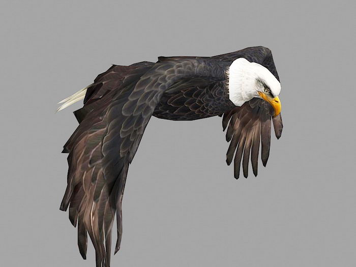 Flying Eagle Rig 3d rendering