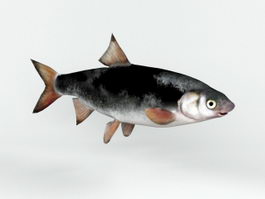 Common Nase Fish 3d model preview