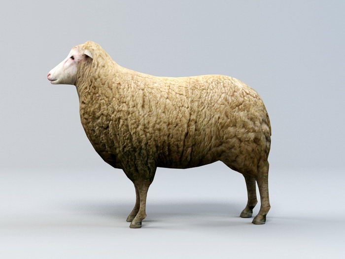 sheep it render