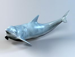 Ocean Dolphin 3d model preview