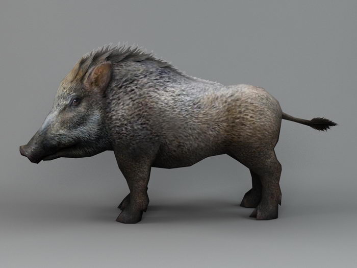 Male Wild Boar 3d rendering