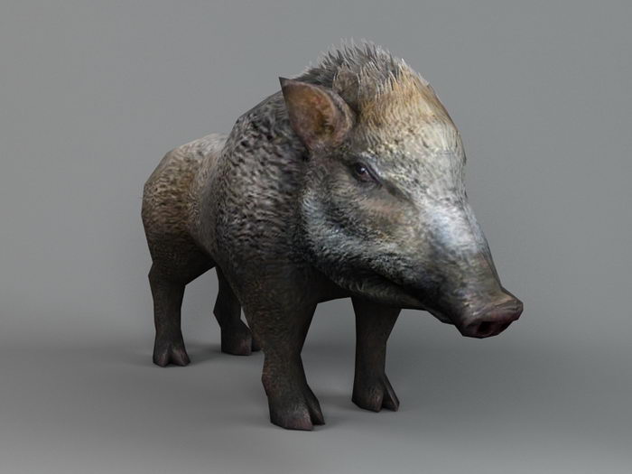 Male Wild Boar 3d rendering