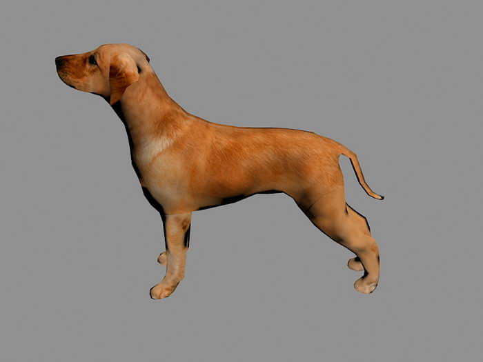 Tan Dog 3d rendering