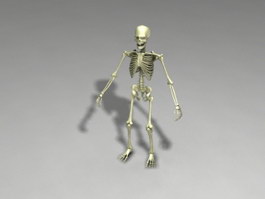 Full Human Skeleton 3d model preview