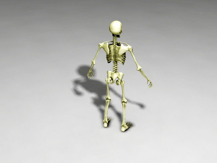 Full Human Skeleton 3d rendering