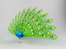 Green Peafowl 3d model preview