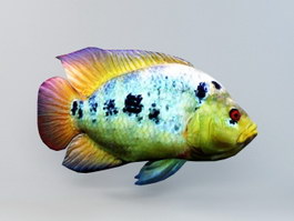 Rainbow Cichlid Fish Animated 3d model preview