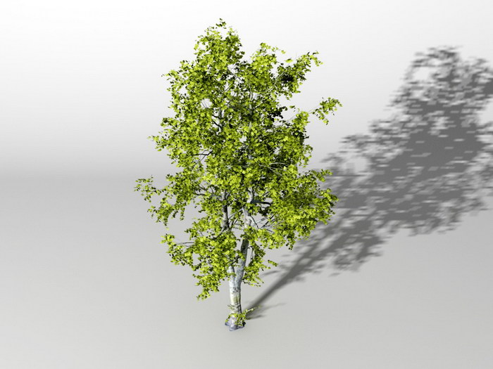 American Ash Tree 3d rendering