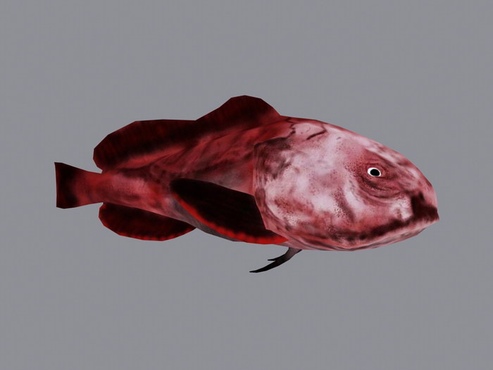Blobfish 3D models - Sketchfab
