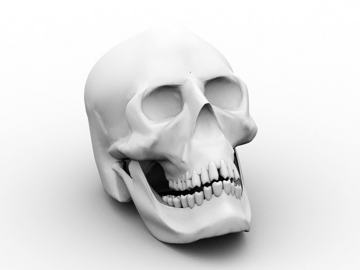 Human Male Skull 3d rendering