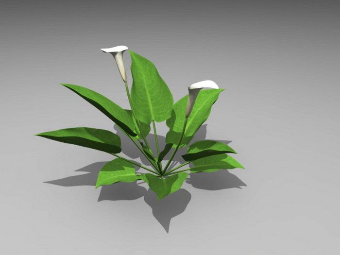White Calla Lily Plant 3d rendering