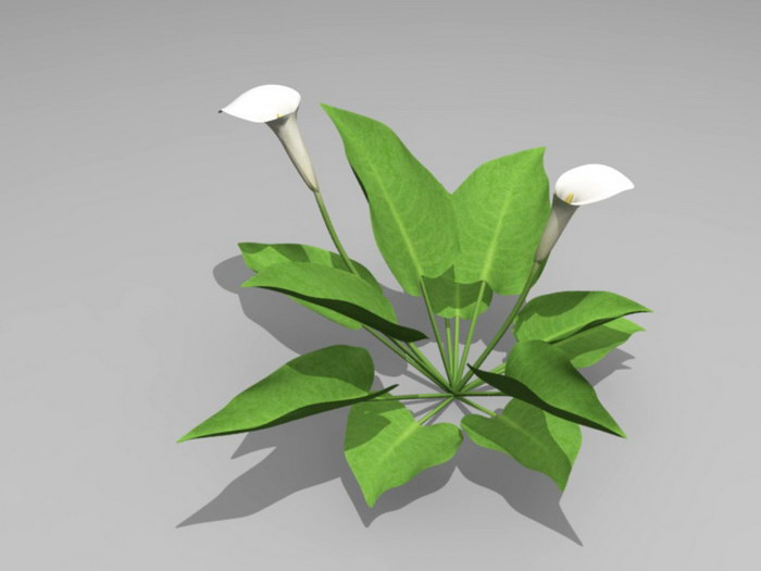 White Calla Lily Plant 3d rendering