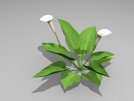 White Calla Lily Plant 3d model preview