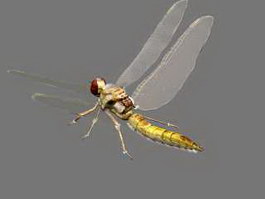 Yellow Dragonfly 3d model preview