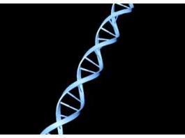 DNA Double Helix 3d model preview