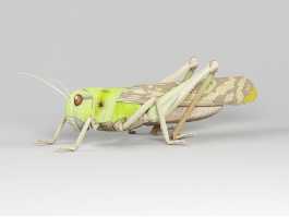 Migratory Locust 3d model preview