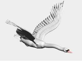Fly Swan Bird 3d model preview