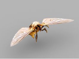 Orange Hornet 3d model preview