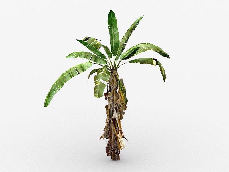 Small Banana Tree 3d model 3ds Max files free download