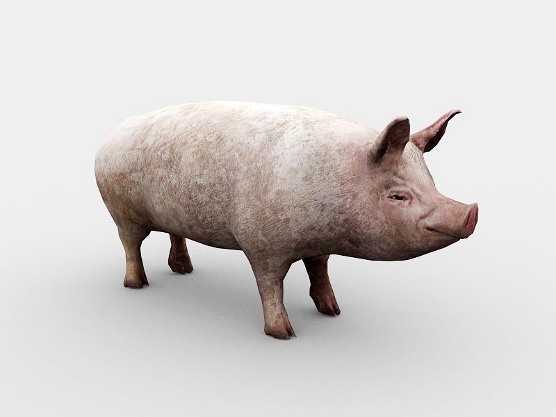 Adult Pig 3d rendering