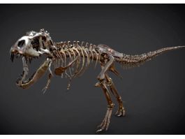 3d skeleton dinosaur