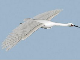 Flying Egret Bird 3d preview