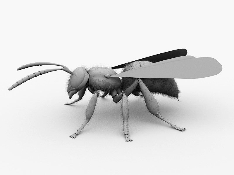 Hornet Wasp 3d rendering