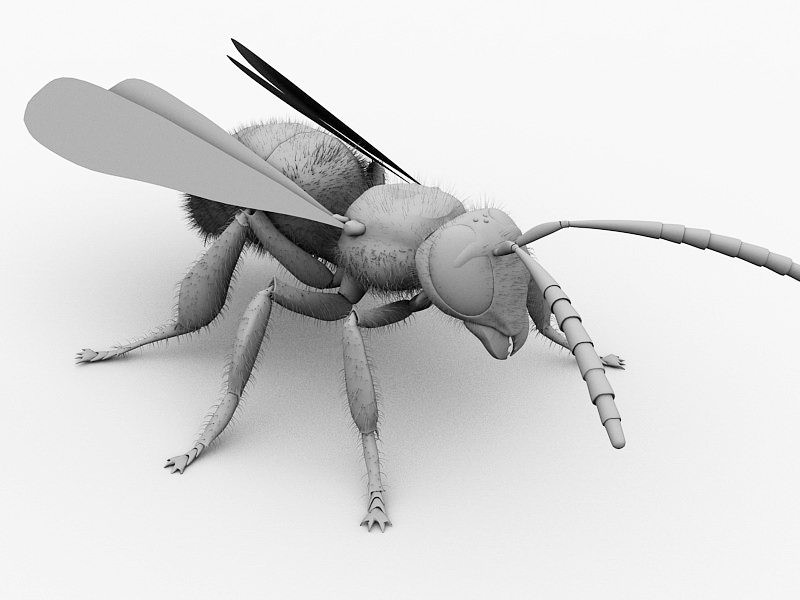 Hornet Wasp 3d rendering