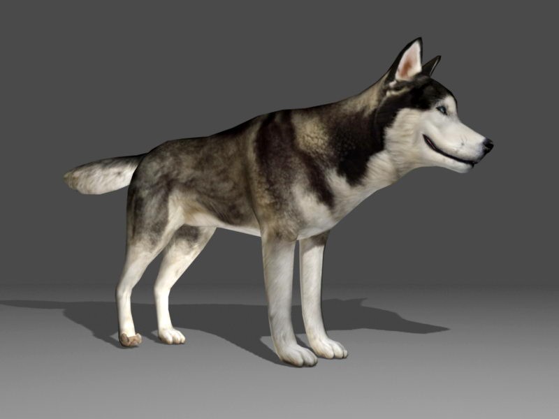Siberian Husky Dog Rig 3d rendering