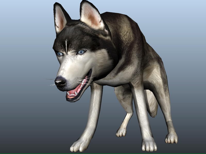 Siberian Husky Dog Rig 3d rendering