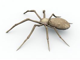 Desert Spider 3d model preview
