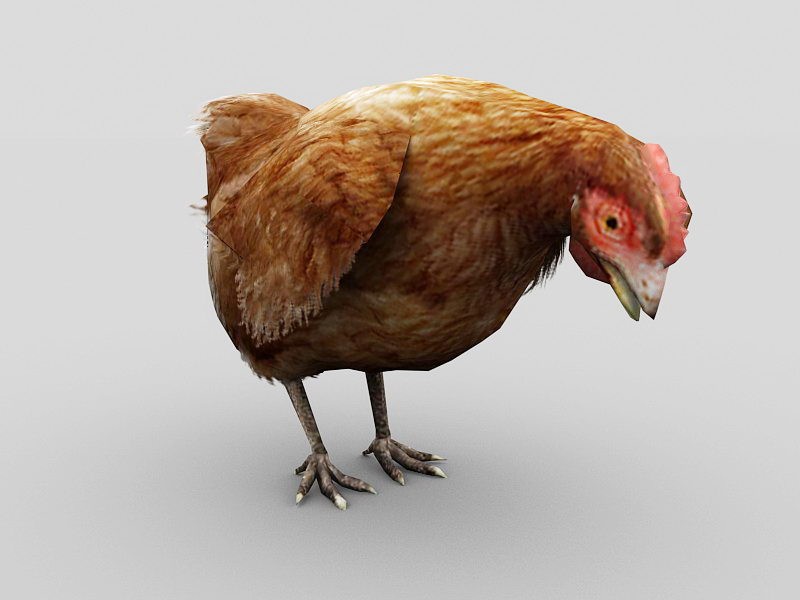 Female Chicken 3d rendering