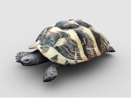 Green Sea Turtle 3d model preview