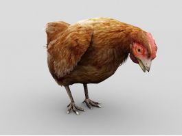 Female Chicken 3d model preview
