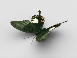 Animated Butterfly 3d model preview