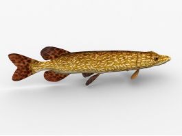 Northern Pike Fish 3d model preview